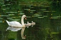 Mother swan with babies Royalty Free Stock Photo