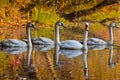 Mother swan and cygnets Royalty Free Stock Photo