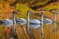 Mother swan and cygnets