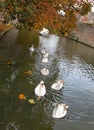 A Mother Swan Is Followed By A Line Of Cygnets On The Moat At The Bishop`s Palace In Wells