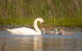 A mother swan with four chicks. Danube Delta ornithology destination.