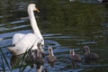 Mother swan with her baby swans