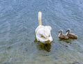 A mother swan and her young swim away on Raventhorpe Water, Northamptonshire, UK