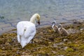 A mother swan instructs her young on the eastern bank of Raventhorpe Water, Northamptonshire, UK