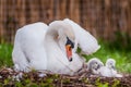 Mother swan and little swans nature