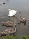 Mother swan protecting babies