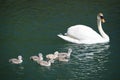 Mother swan swims with her babies on lake water