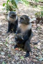 Mother Syke Monkey (also known as a blue monkey) holds a baby, with a defocused monkey in background