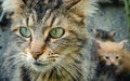Mother tabby cat with newborn kittens in the background. Close up view Royalty Free Stock Photo