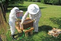 Hanging Frames from a Beehive Outside the Hive Royalty Free Stock Photo