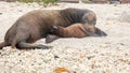 Mother tends to her baby sea lion on a beach at isla genovesa in the galapagos Royalty Free Stock Photo