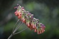 Mother of thousands flowers