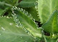 Mother Of Thousands Or Kalanchoe daigremontiana Royalty Free Stock Photo