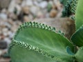 Mother Of Thousands Or Kalanchoe Daigremontiana Royalty Free Stock Photo