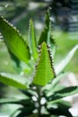 Mother of Thousands, Mexican Hat plant, Chandelier plant, Kalanchoe, leaf with tiny plantlets kalanchoe pinnata Royalty Free Stock Photo