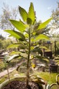 Mother of Thousands, Mexican Hat plant, Chandelier plant, Kalanchoe, leaf with tiny plantlets kalanchoe pinnata Royalty Free Stock Photo