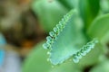 Mother of Thousands, Mexican Hat plant, Chandelier plant, Kalanchoe, leaf with tiny plantlets Royalty Free Stock Photo
