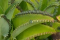 Mother of Thousands Plant