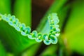 Mother of Thousands Succulent Plant Royalty Free Stock Photo