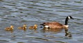 Mother and Three Babies Royalty Free Stock Photo