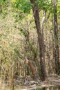 Mother tiger and cub resting in nature green background near water body in summer season. Apex predator of indian forest