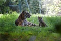 Mother and tiger cub.