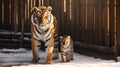 Mother Tiger and Her Baby Walking in the Snow Royalty Free Stock Photo