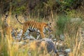 Mother tiger and her cub with tail up walking together in the dhikala forest Royalty Free Stock Photo