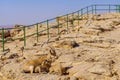 Mother and two kids Nubian Ibex. Makhtesh crater Ramon Royalty Free Stock Photo