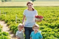 Mother and two little sibling boys on organic strawberry farm Royalty Free Stock Photo