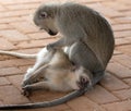 Mother vervet monkey grooming her baby in Krueger National Park in South Africa