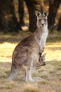 Mother Wallaby with Joey Royalty Free Stock Photo
