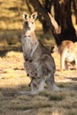 Mother Wallaby with Joey Royalty Free Stock Photo