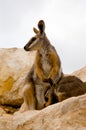 Mother Wallaby & Joey Royalty Free Stock Photo