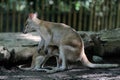 A mother wallaby or a type of kangaroo looks for food while maintaining the safety of her baby which is stored in a pouch in her s Royalty Free Stock Photo