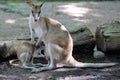 A mother wallaby or a type of kangaroo looks for food while maintaining the safety of her baby which is stored in a pouch in her s Royalty Free Stock Photo