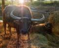 Mother water buffalo with calf backlit Royalty Free Stock Photo