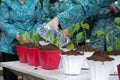 a mother watering newly planted chili plants