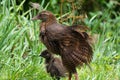 Mother weka bird and its baby bird perched on a grassy field