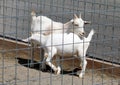 Mother white goat nursing her baby white goat behind gate.