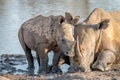 Mother White rhino with a baby calf Royalty Free Stock Photo