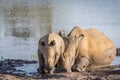 Mother White rhino and baby calf by the water Royalty Free Stock Photo