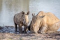 Mother White rhino and baby calf by the water Royalty Free Stock Photo