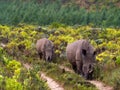 Mother white rhino leads Adolescent calf down road Royalty Free Stock Photo