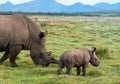 Mother white rhino with small calf Royalty Free Stock Photo