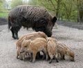 Mother wild boar with piglets Royalty Free Stock Photo
