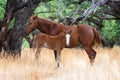 Mother Wild Horse and Baby Foal