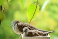 Mother Wild Zebra Dove and Her Child Relaxing Side by Side on a Planter at the Balcony Small Garden