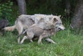 Mother wolf and put running