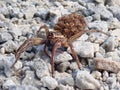 Mother Wolf Spider With Babies